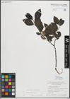 Foto von Salix myrsinifolia Salisb.